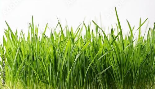 green grass isolated on white