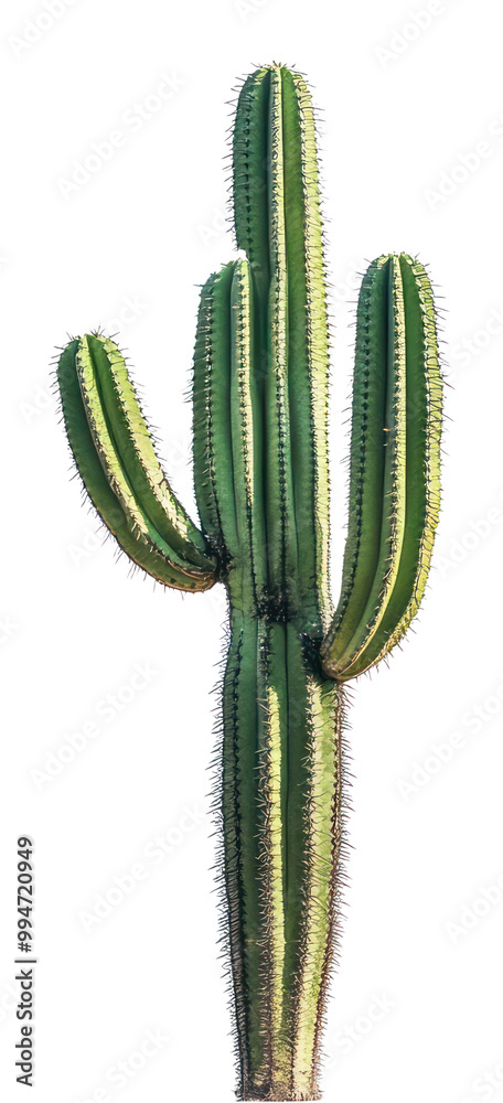 PNG An isolated cactus plant illustration minimalist.