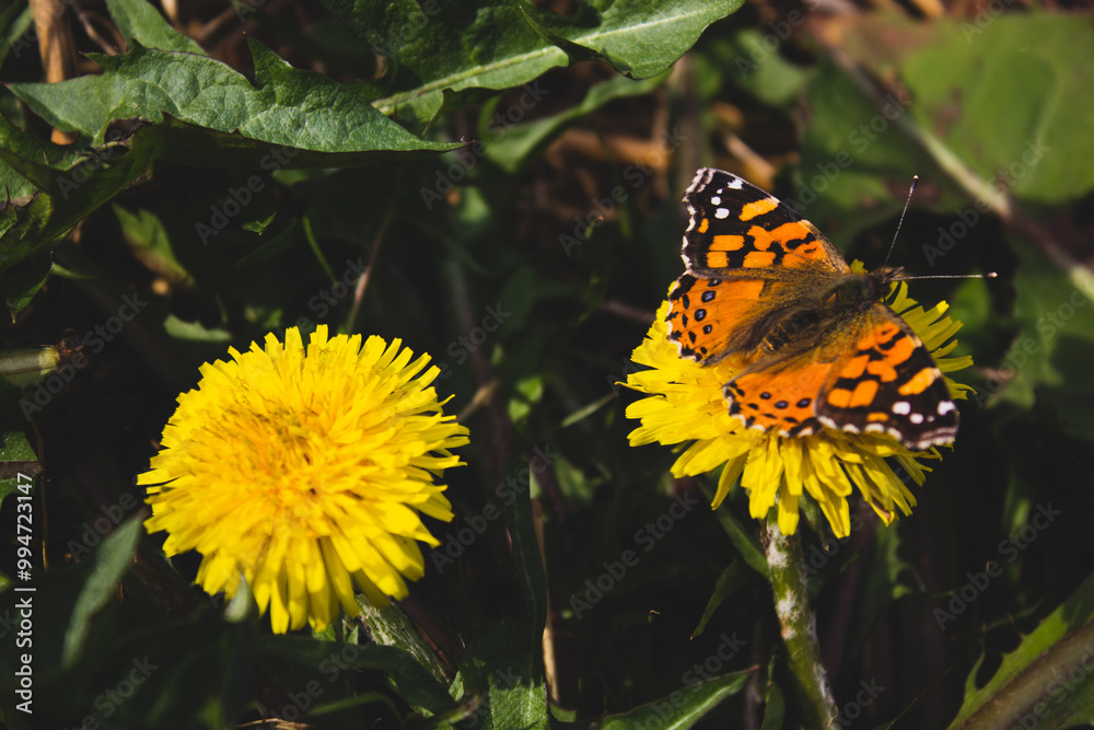 Obraz premium flower and butterfly