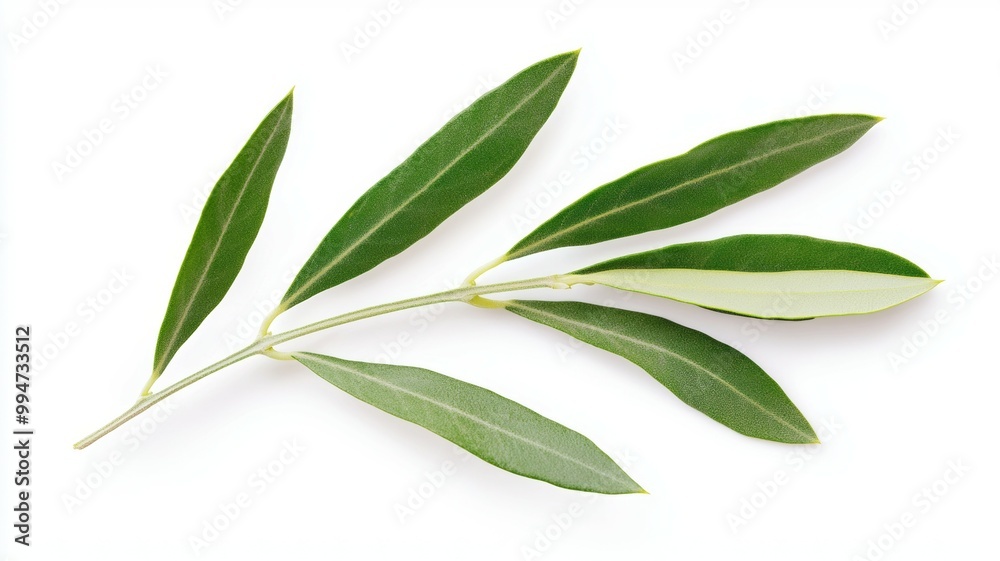 Obraz premium A leafy olive tree branch with green leaves
