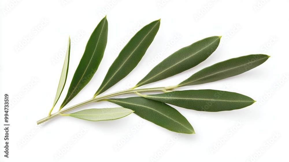 A leafy olive tree branch with a few leaves on it