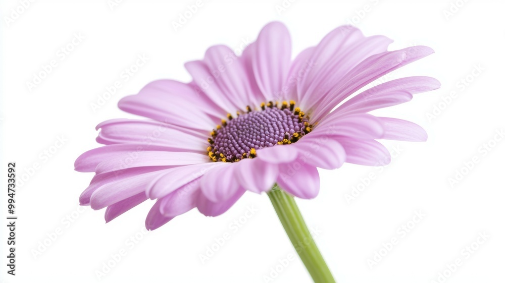 Fototapeta premium A single pink flower with a green stem