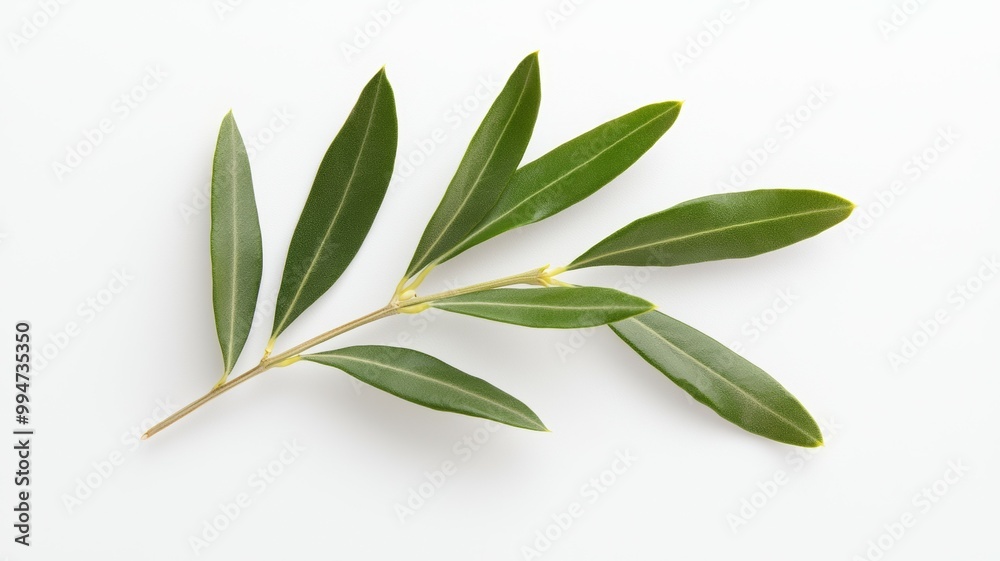 A leafy green olive tree branch is shown on a white background A leafy green olive tree branch is shown on a white background