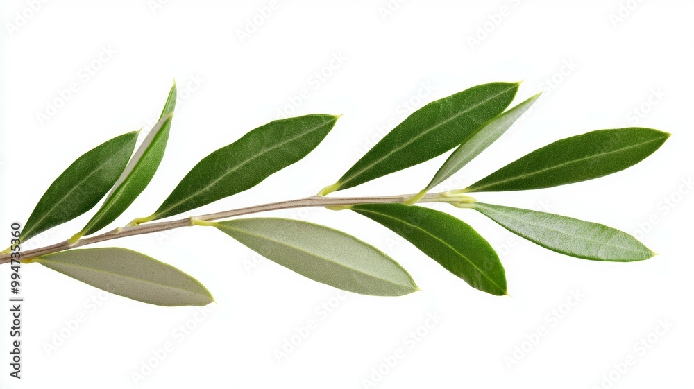 A leafy olive tree branch with green leaves and a few brown spots