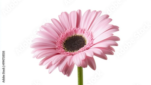 A single pink flower with a yellow center