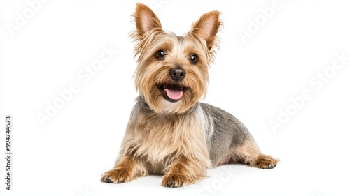 A small dog with a pink tongue is laying on a white background