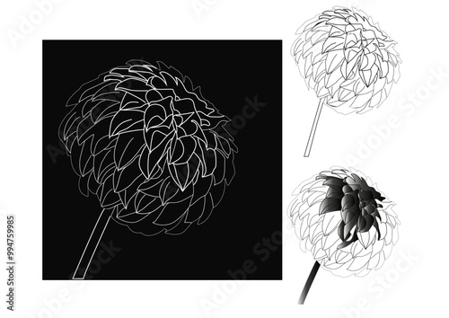 Flor colorear
