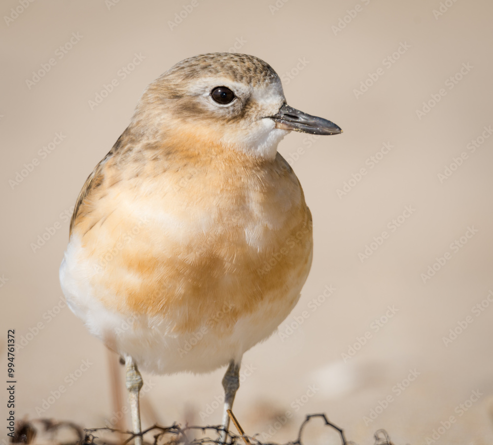 Fototapeta premium close up photo of Dotterel isolated against out of focus beach scene