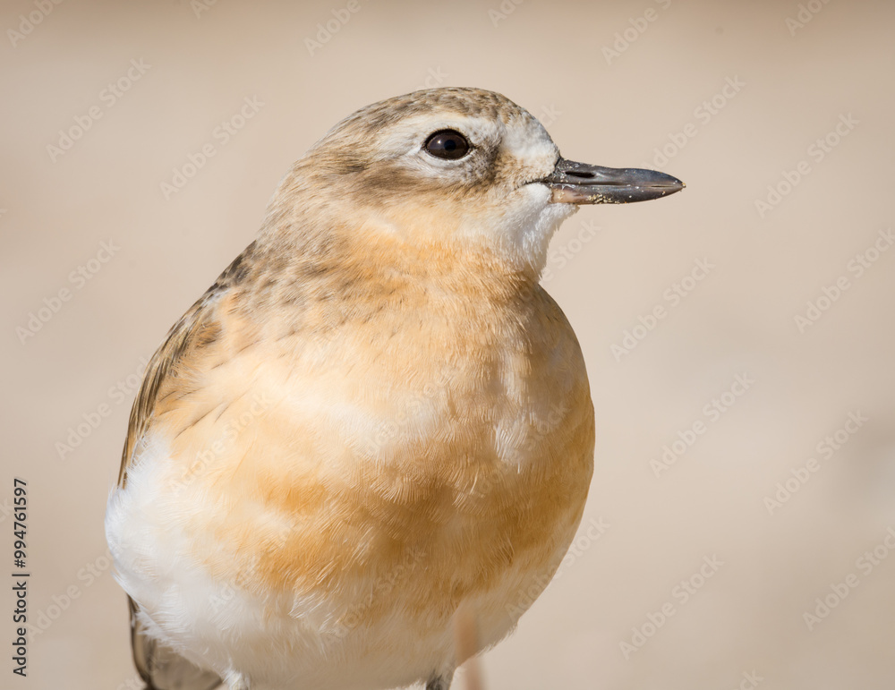 Fototapeta premium close up photo of Dotterel isolated against out of focus beach scene