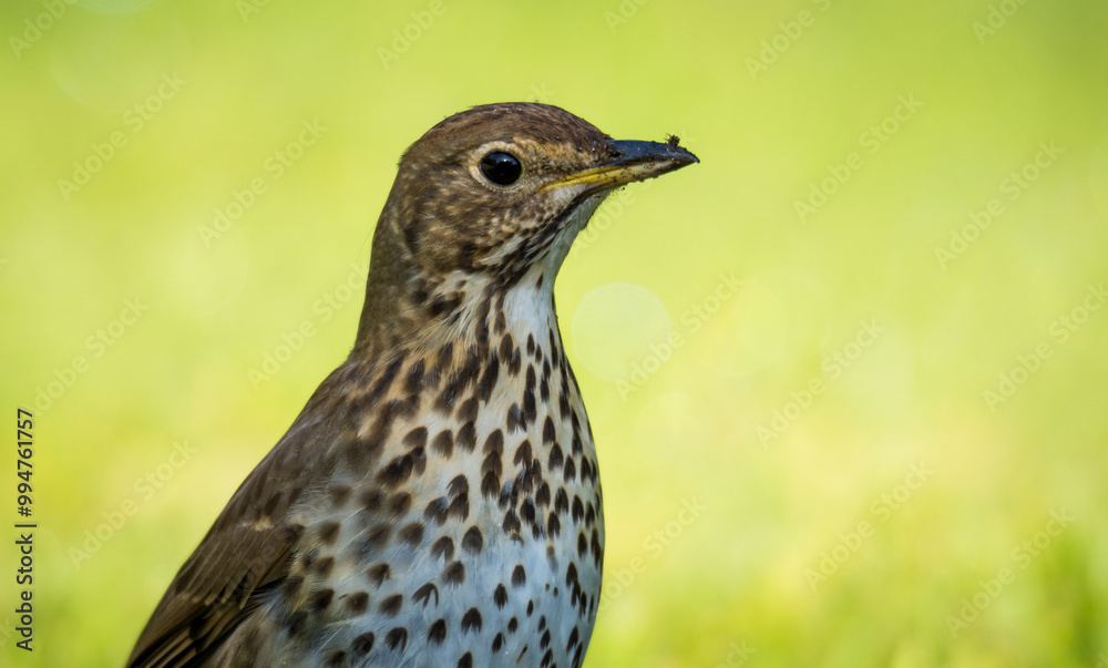Song thrush hunting for worms and bugs on green grass Song thrush hunting for worms and bugs on green grass