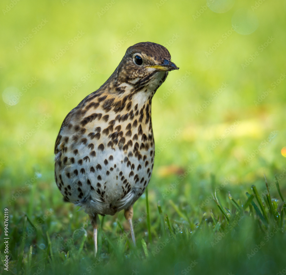 Fototapeta premium Song thrush hunting for worms and bugs on green grass