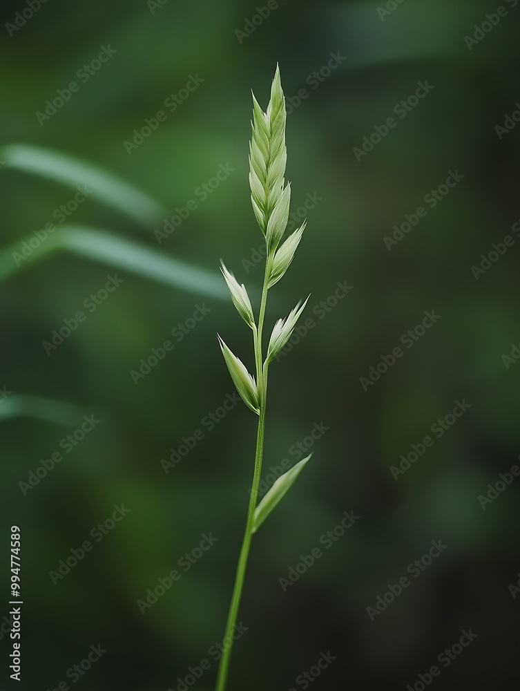 A single blade of grass stands tall against a blurred green background, showcasing the simple beauty of nature. A single blade of grass stands tall against a blurred green background, showcasing the simple beauty of nature.