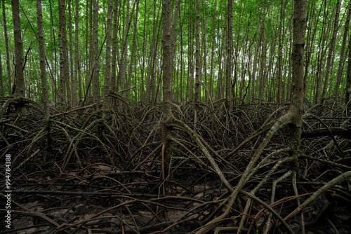 Mangrove root system in lush wetland forest. Natural coastal defense against erosion and climate change impacts. Sustainable tidal swamp ecosystem serving as carbon sink in shoreline environments. photo