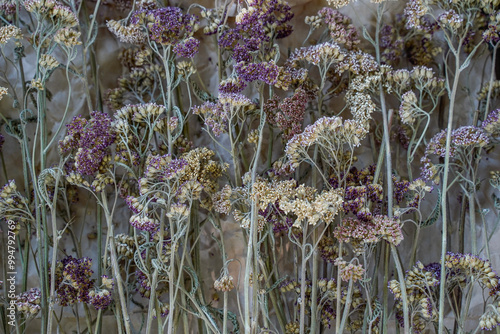 Εκτύπωση καμβά Dried yarrow flowers laid on brown craft paper