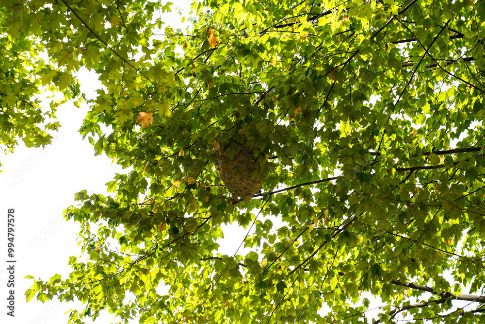 Large paper wasp nest high in the branches of a tree. Large paper wasp nest high in the branches of a tree.