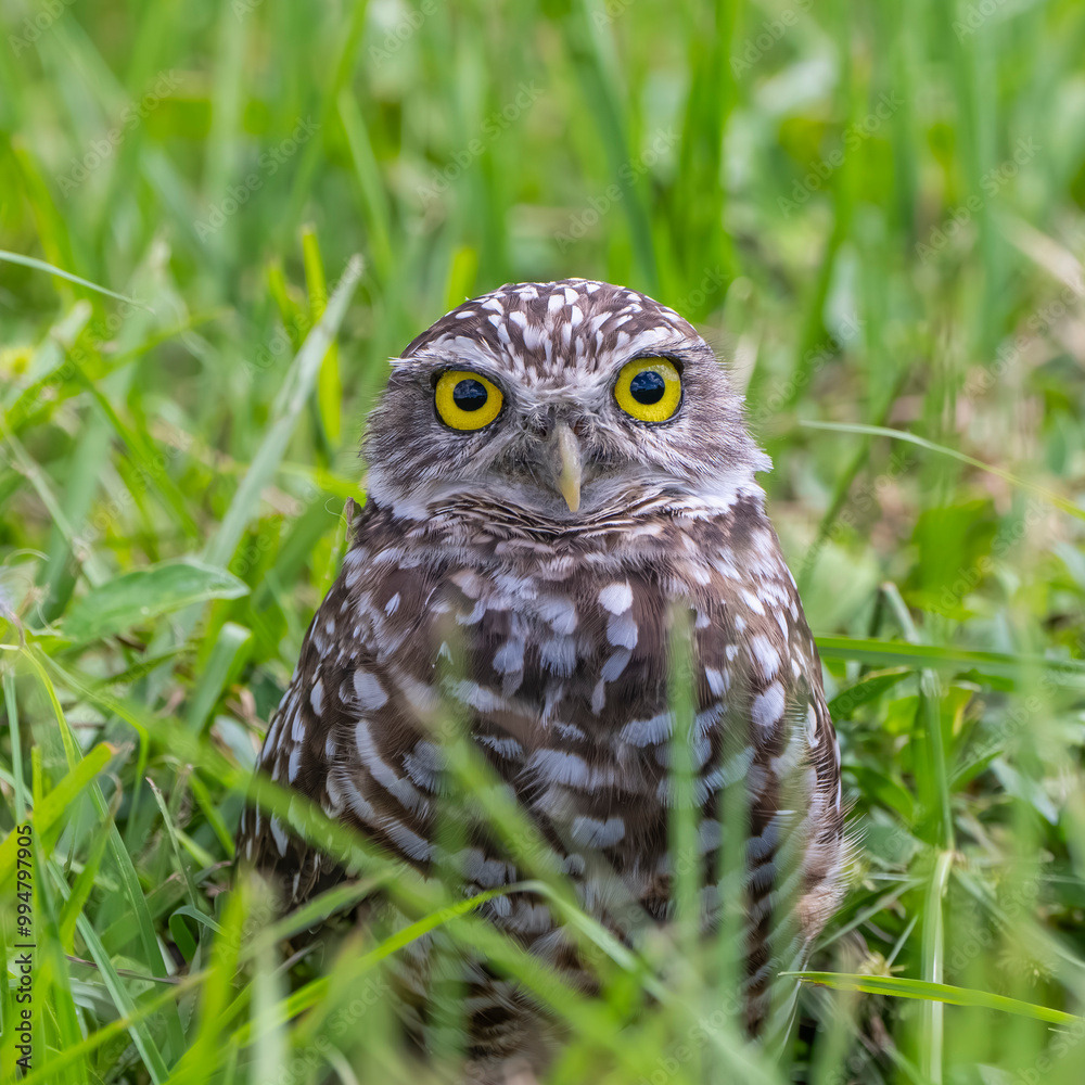 portrait of an owl portrait of an owl