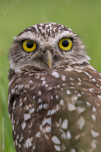 portrait of a burrowing owl