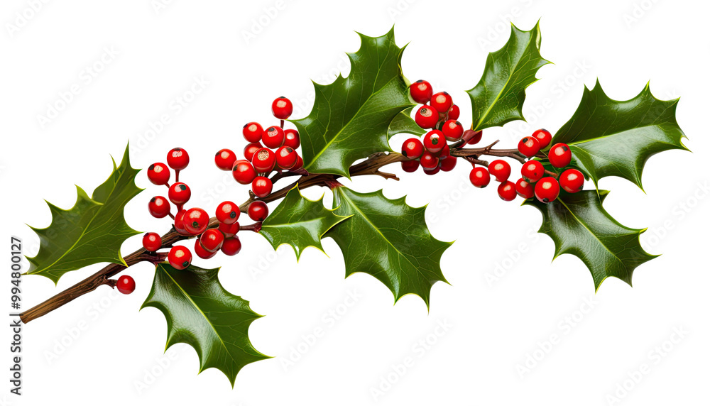 Fototapeta premium PNG Christmas holly branch plant leaf tree.