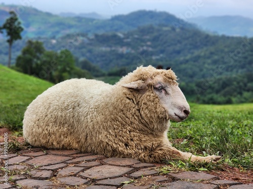 sheep on a meadow