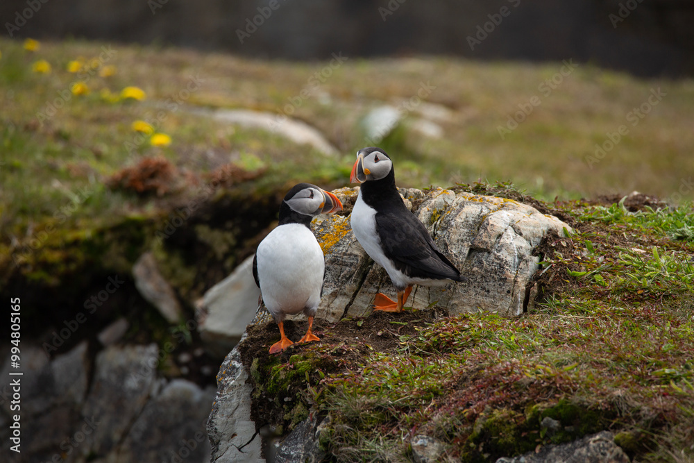 Fototapeta premium Two Atlantic puffins on rocky ground overlooking the Atlantic ocean in Elliston, Newfoundland 