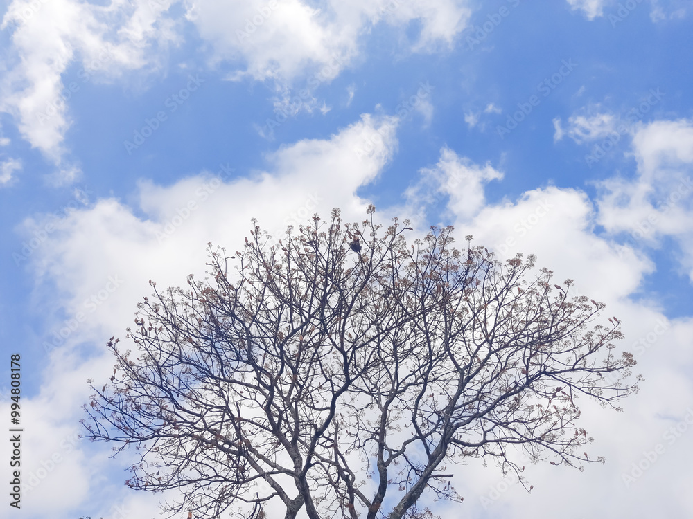 Mahogany trees whose leaves fall and start to grow again. with bright blue and white skies as a background. Autumn Foliage Mahogany trees whose leaves fall and start to grow again. with bright blue and white skies as a background. Autumn Foliage