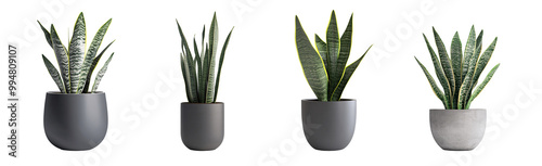 Elegant indoor plants in modern pots, showcasing varying heights and styles.