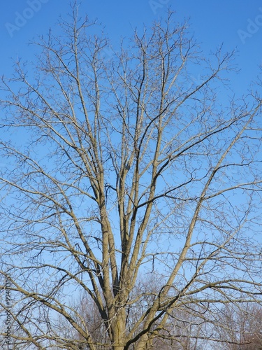 tree and sky