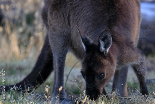 grey kangaroo