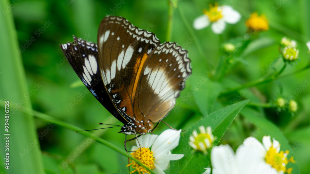 Fototapeta premium The Great Eggfly Hypolimnas bolina butterfly on a flower