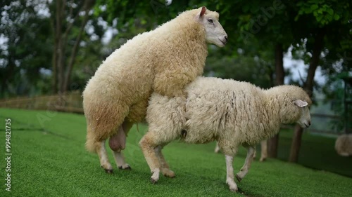 The male sheep desires to reproduce.