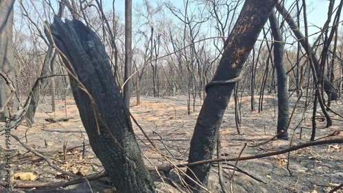Floresta queimada, contém árvores queimadas em primeiro plano e outras em segundo plano. O Solo esta coberto de cinzas. photo