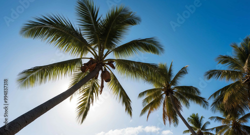 Wide angle view of coconut palm tree branch against the bright sky