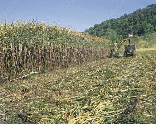 Harvesting sugar cane near the Queensland town of Proserpine. photo