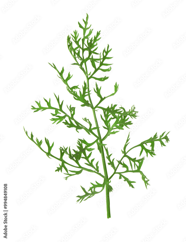 One green carrot twig isolated on white One green carrot twig isolated on white