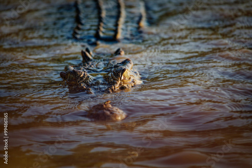 Fotografie Crocodile lurking on the surface of the water