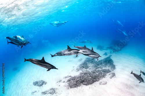 Wallpaper Mural Spinner dolphins glide gracefully through the deep blue Hawaiian waters Torontodigital.ca