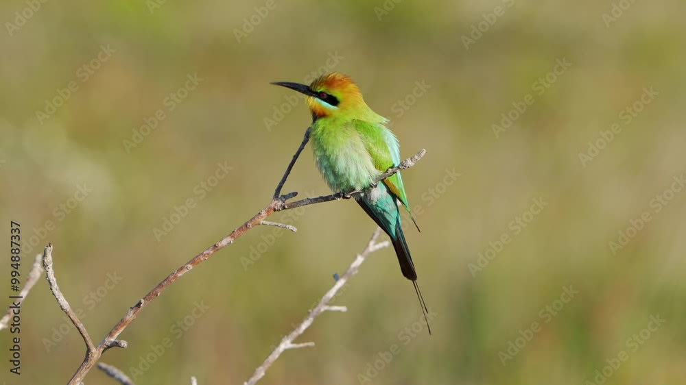 A Rainbow Bee-eater bird calling from its perch on a branch in a heath. A Rainbow Bee-eater bird calling from its perch on a branch in a heath.