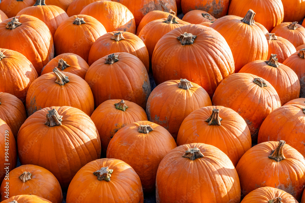 Lots and lots of stacked, freshly picked, classic halloween pumpkins. These pumpkins will soon be on the market stalls and will probably turn into lanterns. Lots and lots of stacked, freshly picked, classic halloween pumpkins. These pumpkins will soon be on the market stalls and will probably turn into lanterns.