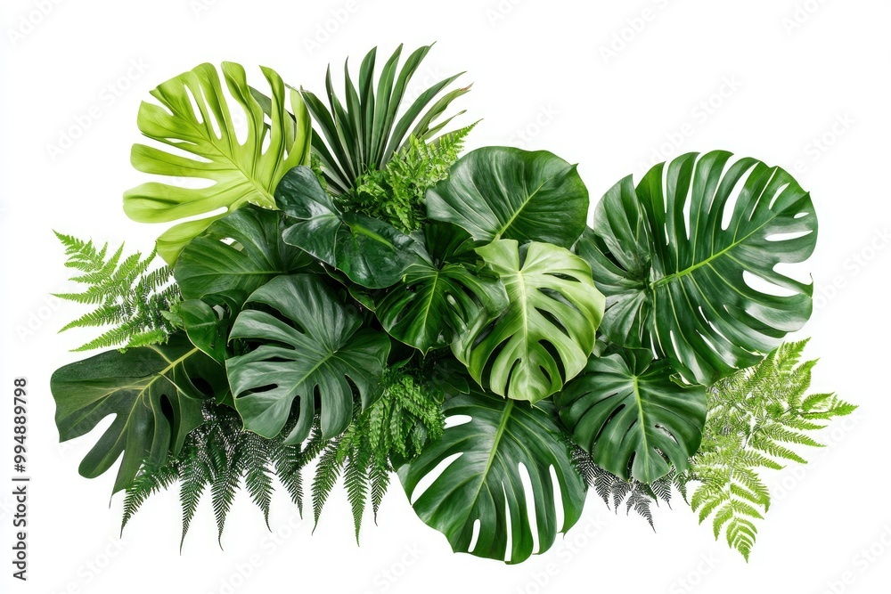 Green leaves of tropical plants bush (Monstera, palm, rubber plant, pine, bird’s nest fern) floral arrangement indoors garden nature backdrop isolated on white background thailand, generative ai Green leaves of tropical plants bush (Monstera, palm, rubber plant, pine, bird’s nest fern) floral arrangement indoors garden nature backdrop isolated on white background thailand, generative ai