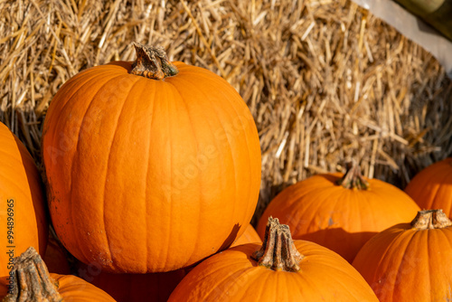 Lots and lots of stacked, freshly picked, classic halloween pumpkins. These pumpkins will soon be on the market stalls and will probably turn into lanterns. photo