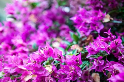 Fresh Bougainvillea flowers are purple