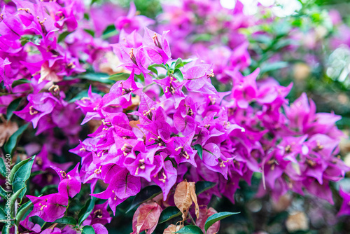 Fresh Bougainvillea flowers are purple