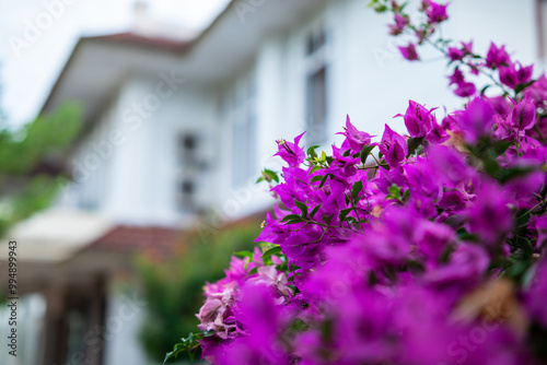 Fresh Bougainvillea flowers are purple