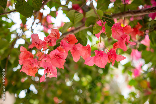 Fresh red Bougainvillea flowers