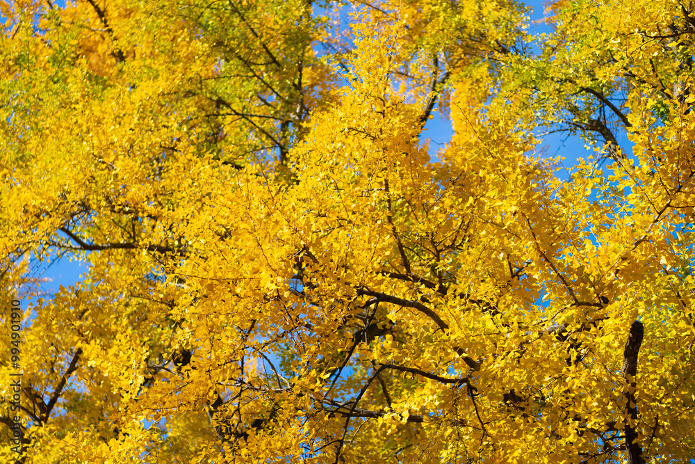 Nature in fall season. Autumnal season in park. Seasonal leaves and tree. Natural autumn or fall season. Autumn beauty of nature. Nature in forest. Fall leaves in park. Autumn forest. Woodland walks