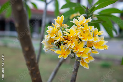 Plumeria Flowers in the Garden photo