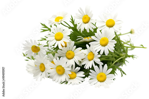 Fresh chamomile flowers and leaves photo