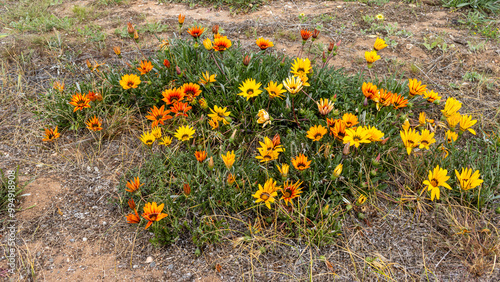 Gazania flowers - growing wild on roadsides and fields