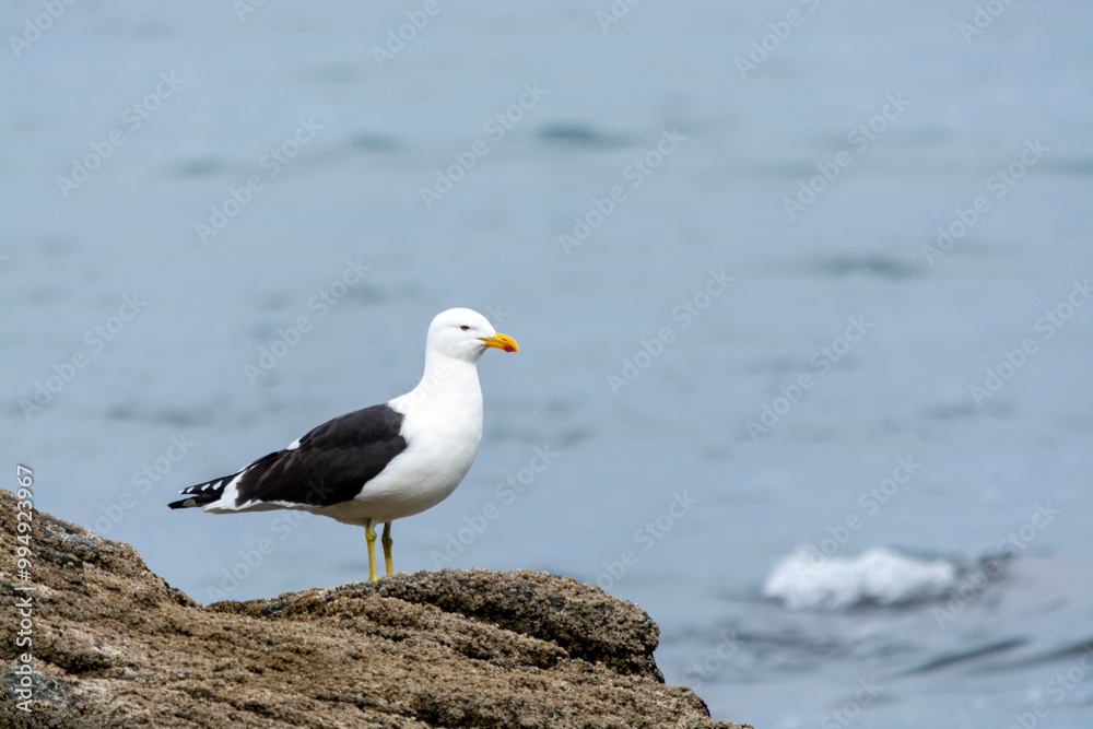 Gaviota Dominicana (Larus dominicanus) Gaviota Dominicana (Larus dominicanus)