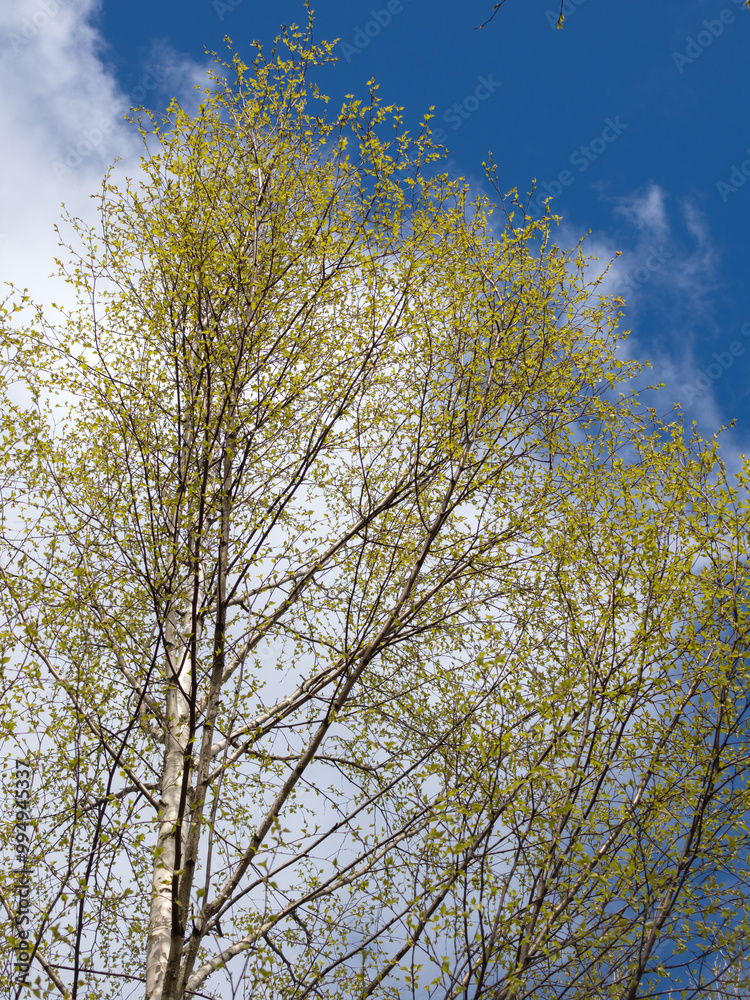 green foliage of birch trees in the forest green foliage of birch trees in the forest